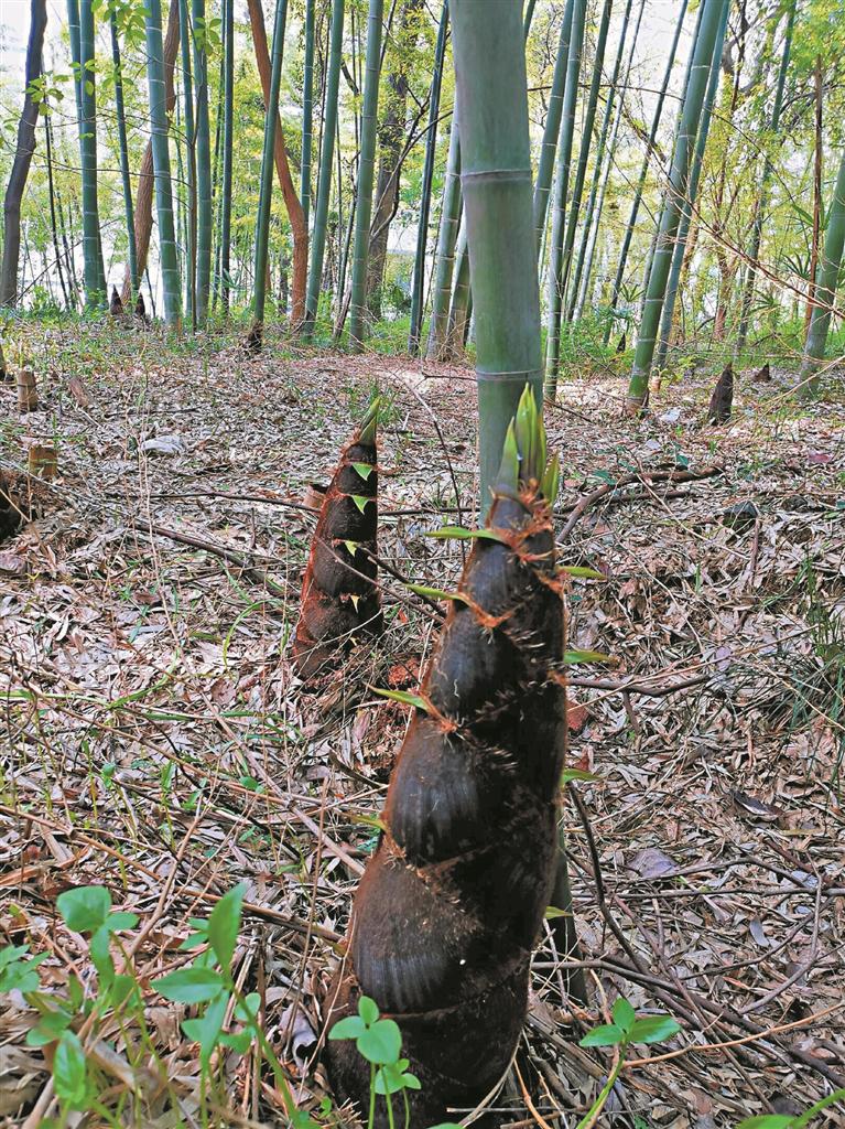 「毛竹」江苏的春笋半数以上出在宜兴丘陵山村